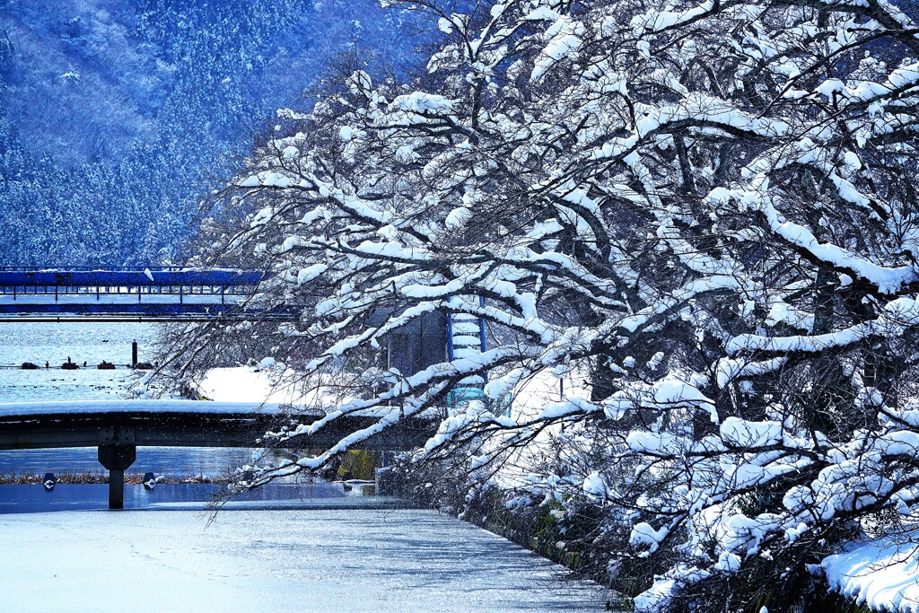 雪の花