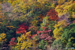 山はパレット