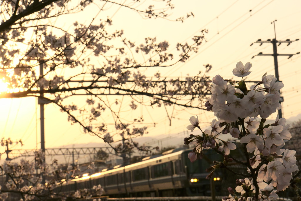 夙川夕景➁
