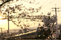 夙川夕景➁