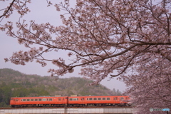 弥生　桜満開