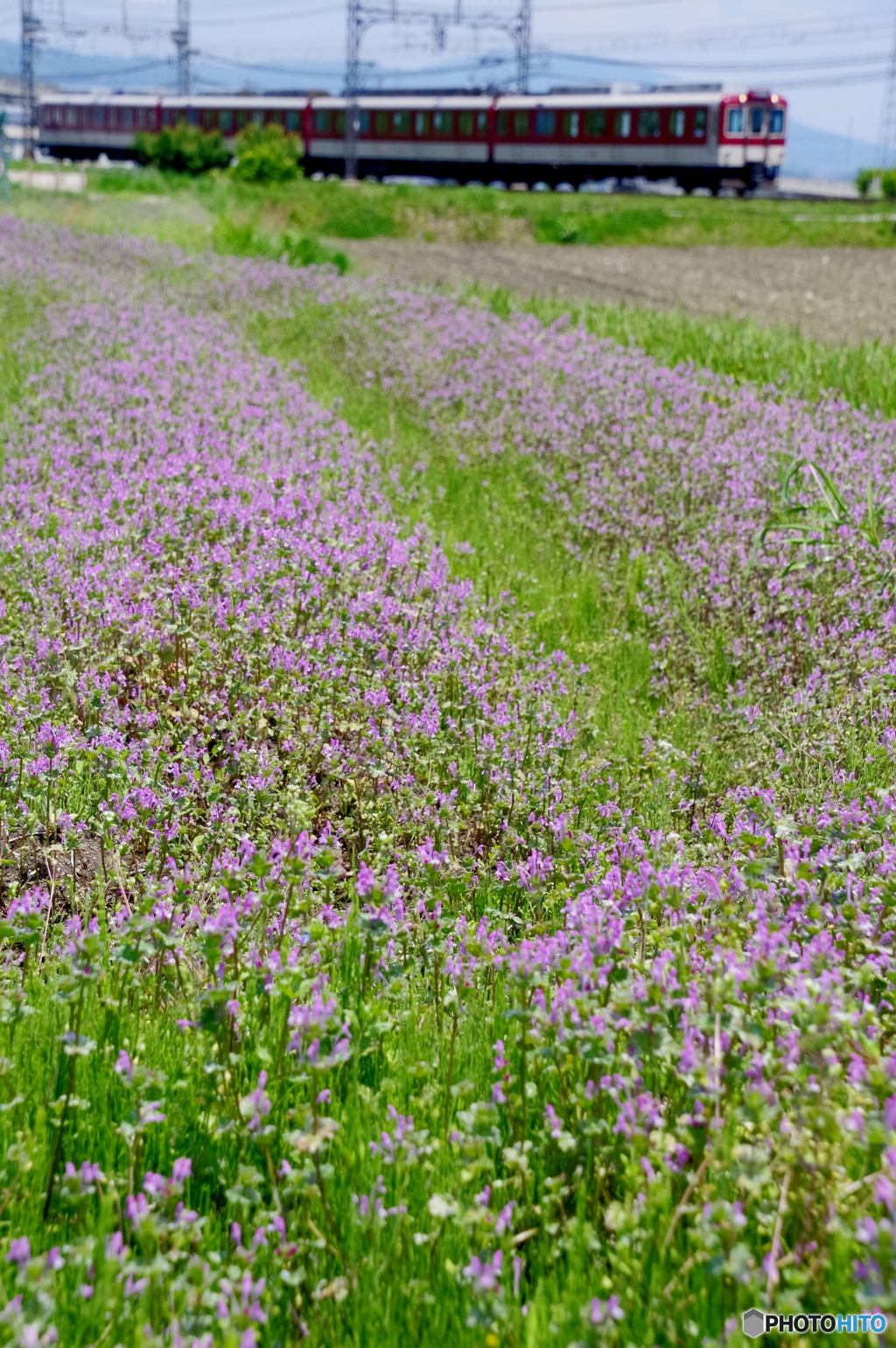 お花畑
