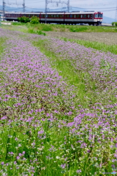 お花畑