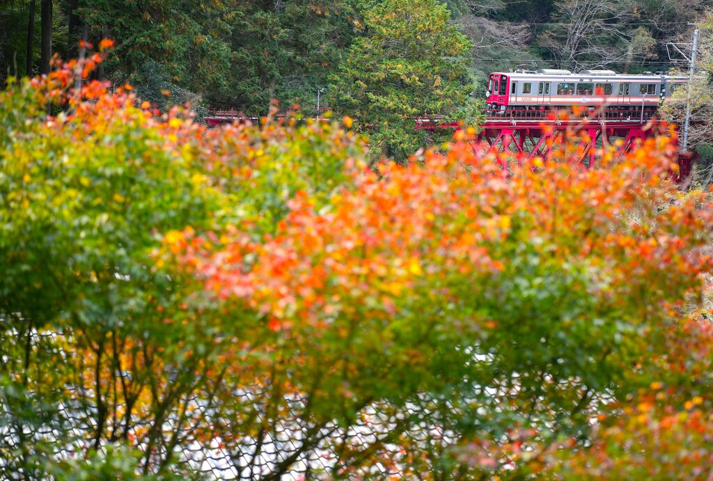 高野路