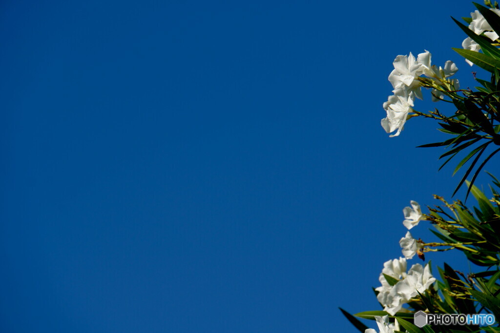 夏の点描　空