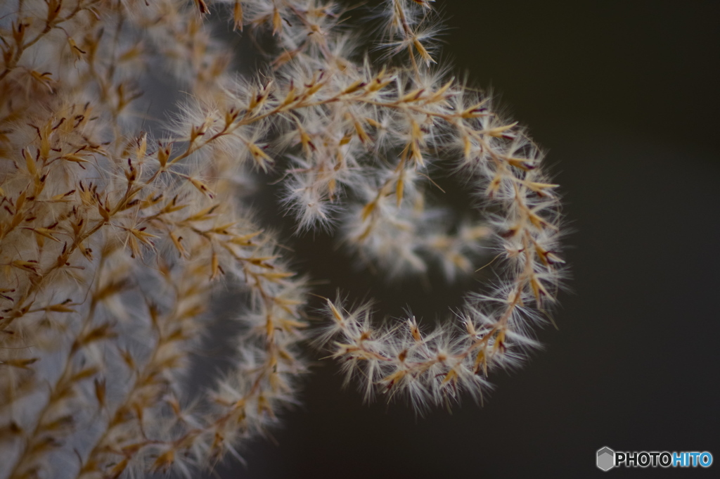 君は枯れても美しい　その2