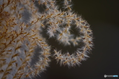 君は枯れても美しい　その2