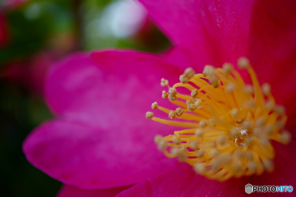 山茶花