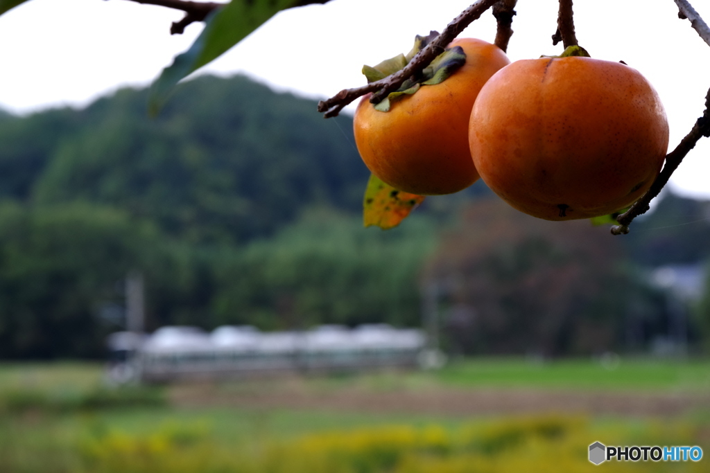 吉野路　晩秋　柿