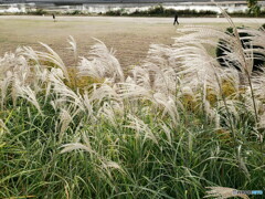 親子で遊ぶ河川敷