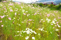 秋桜と特急ひのとり