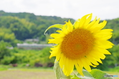 向日葵と鉄道の風景