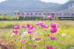 霜月の秋桜