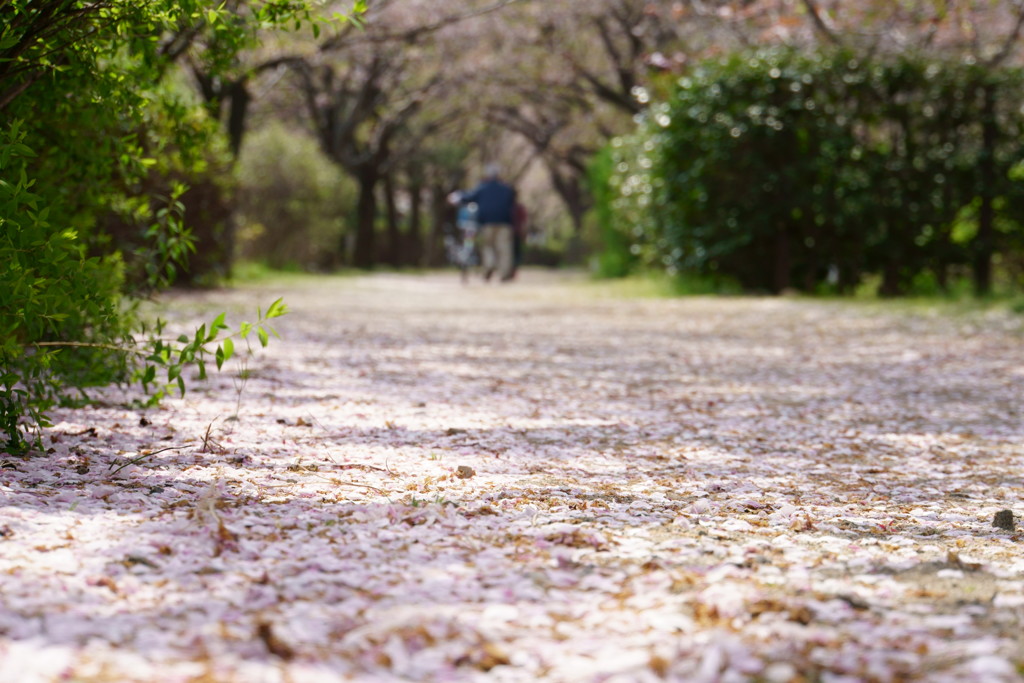 桜絨毯