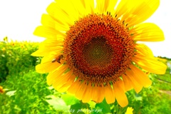 夏の花