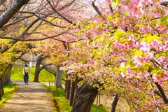 花の下ですれ違った彼女