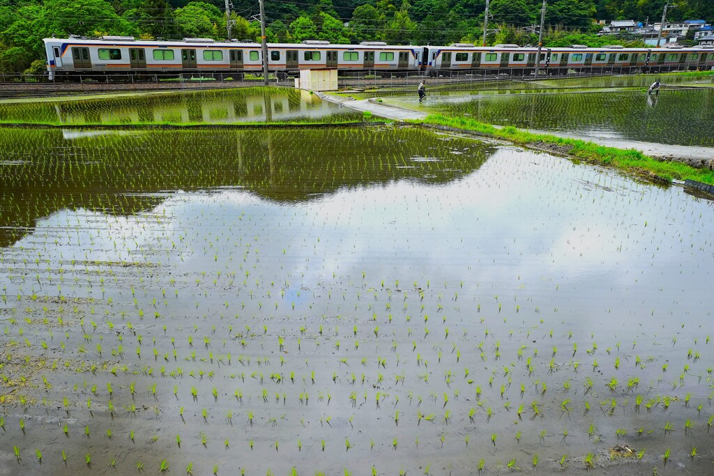 手作業の田植風景