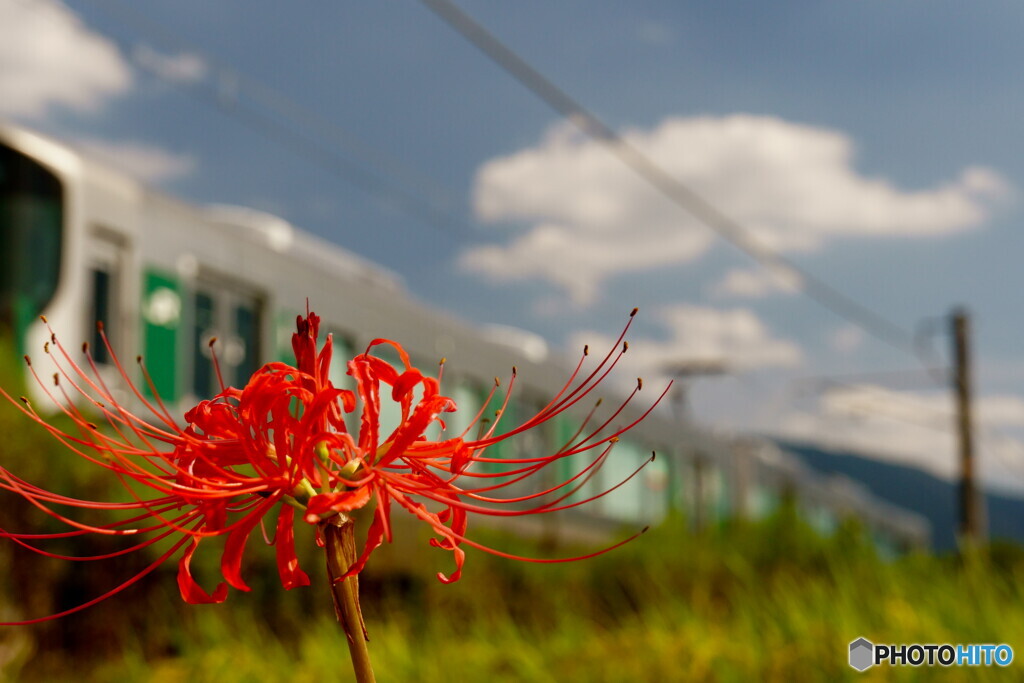 明日香路　曼珠沙華