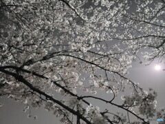 月夜桜