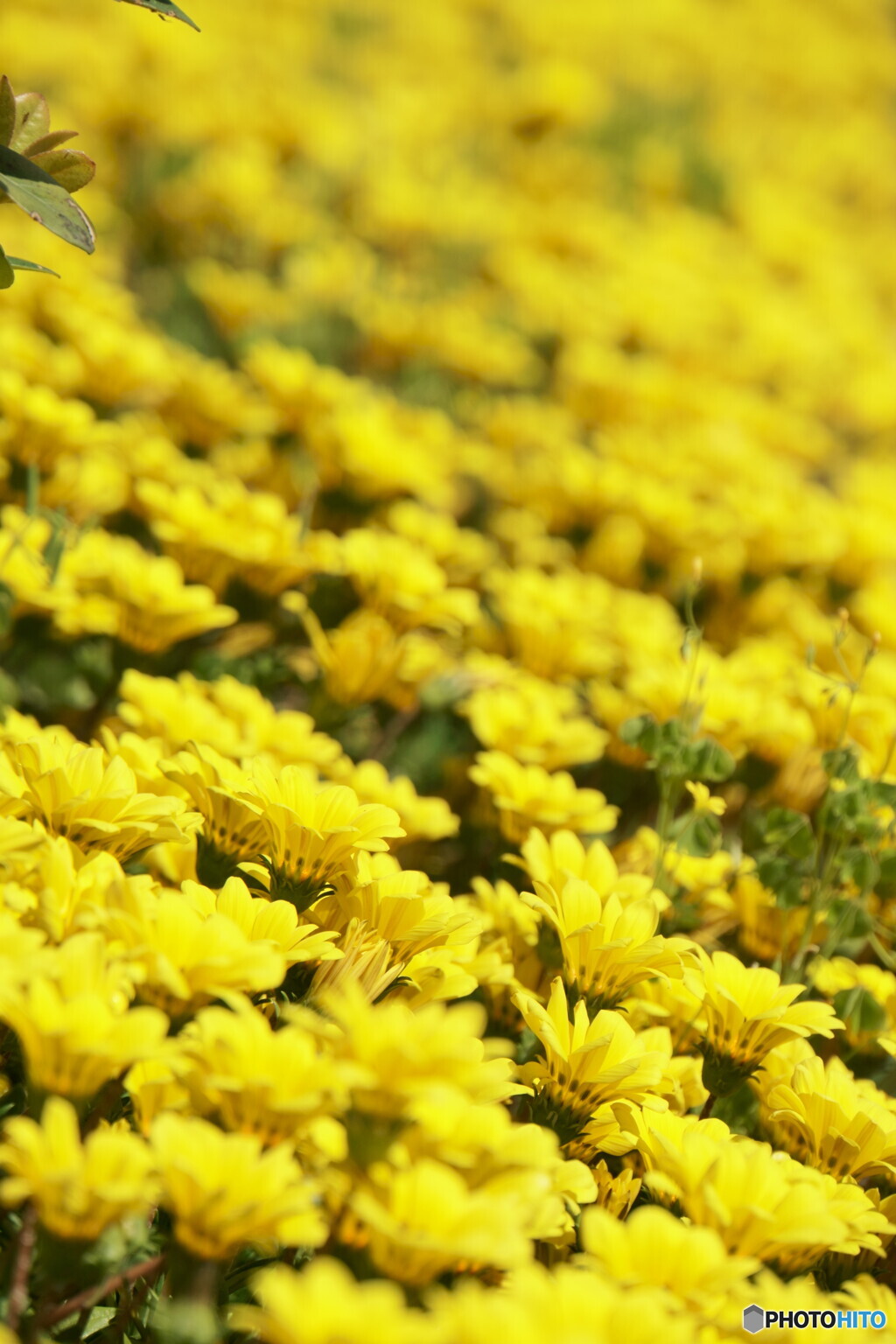 花音痴でも花を撮る　21―①