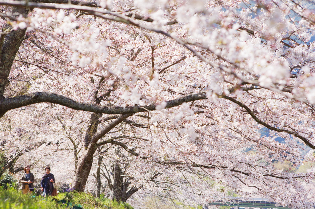 家山の桜