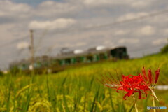 初秋の鉄道風景