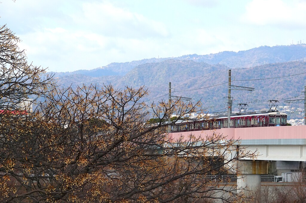 冬枝と六甲山系