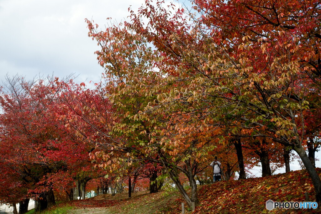 桜紅葉を撮る人を撮る