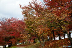 桜紅葉を撮る人を撮る