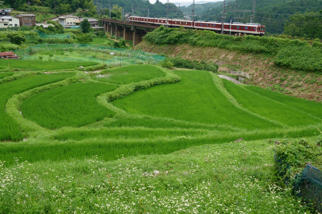 文月の棚田