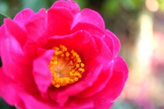 阪神淡路大震災30年　あの日も山茶花は咲いていた