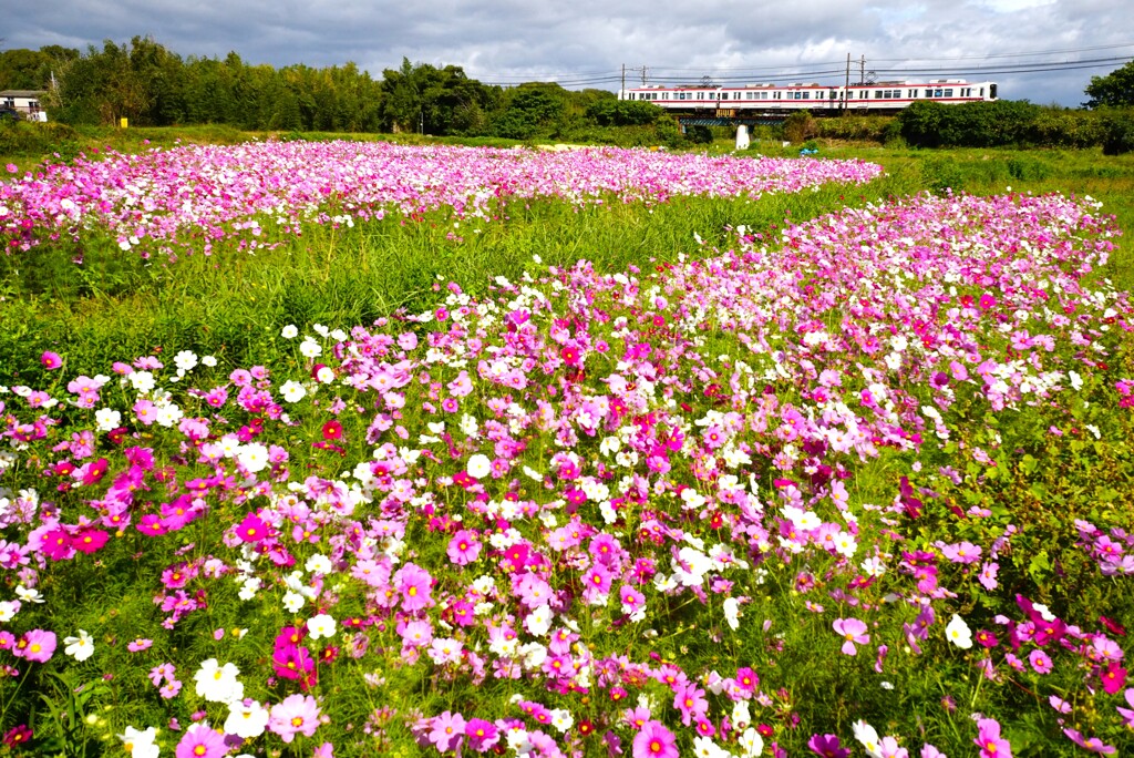 お花畑を走る