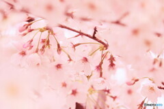 桜　夢色