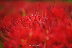 花燃ゆ