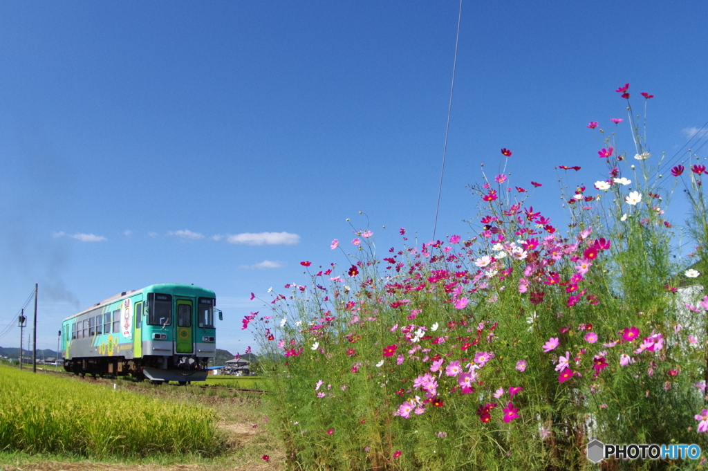 長月　播磨路　秋桜