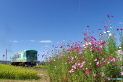長月　播磨路　秋桜