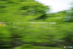 新緑流し