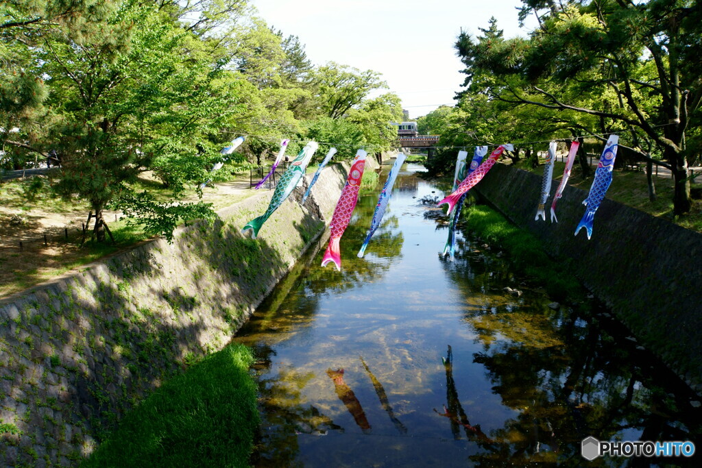 鉄道風景　鯉のぼりコラボ