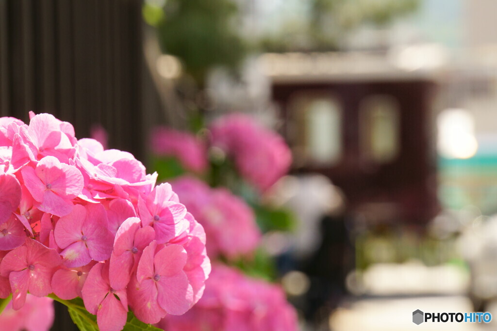 主役は紫陽花