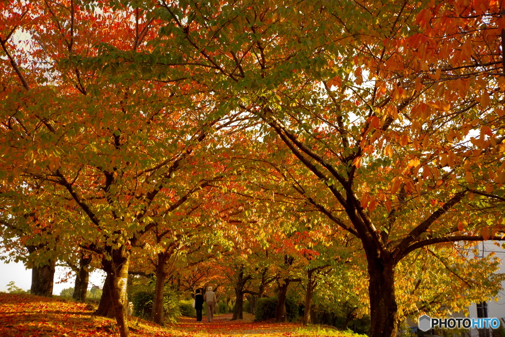 桜回廊　秋の定点観測　11月9日