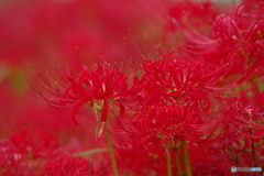 曼珠沙華