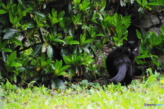 見つめ合い？睨み合い？