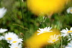 花音痴でも花を撮る