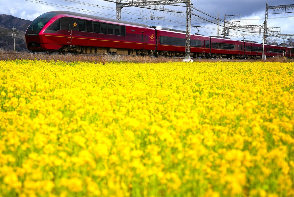お花畑で特急「ひのとり」