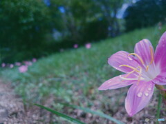 雨あがり