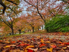 晩秋の桜づつみ回廊