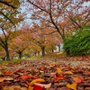 晩秋の桜づつみ回廊