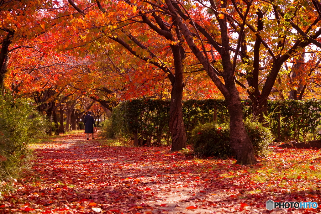 桜回廊の晩秋