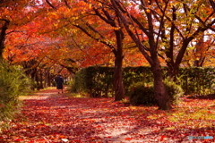 桜回廊の晩秋