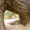 松の木のファインダー